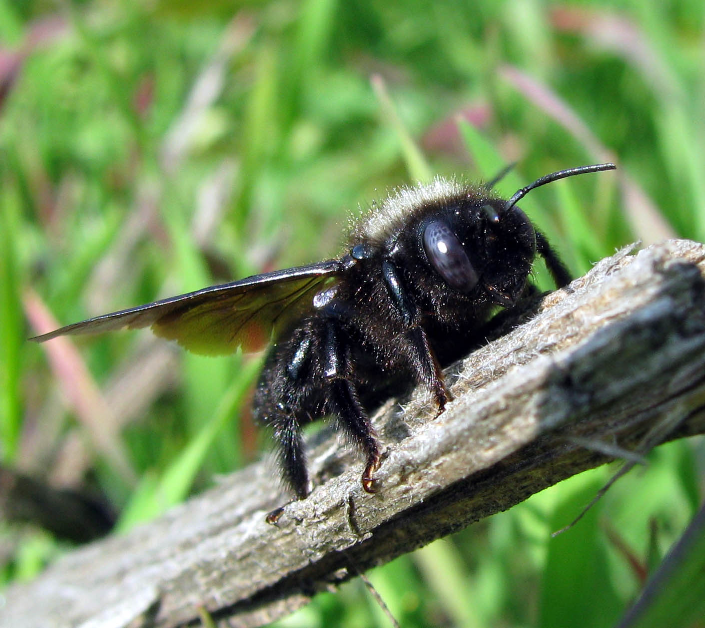 Apidae: Xylocopa iris maschio e maschi di Osmia sp.